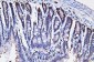 Anti-PCNA Antibody Picoband™ (monoclonal, 2G2)